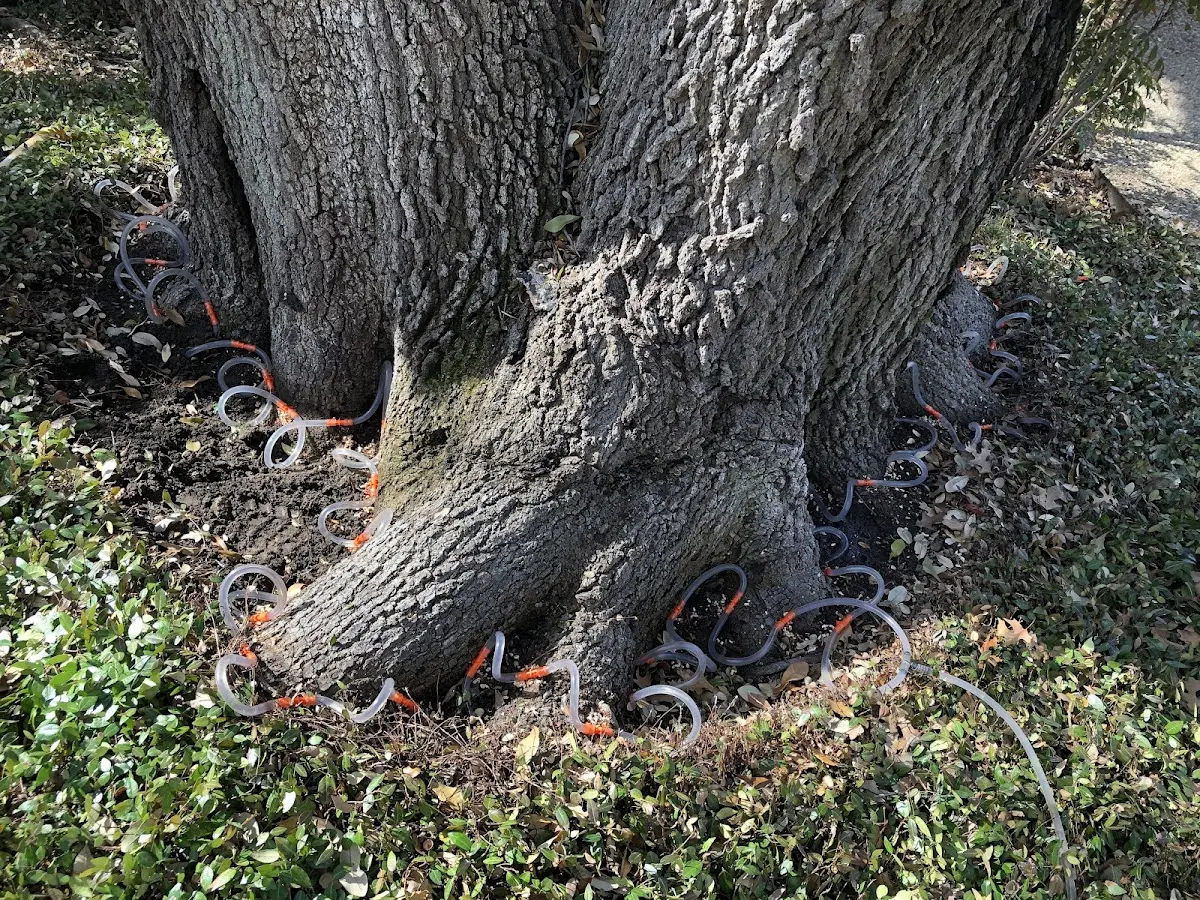 Detailed Tree Cabling and Bracing job site in Fultondale